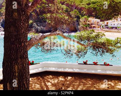 Aleppokiefern (Pinus halepensis) in einem Garten. Cala Sa Tuna. Katalonien. Spanien Stockfoto