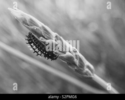 Eine schwarze und weiße Makro Marienkäfer Larve kriecht ein Lavendel keimen Stockfoto