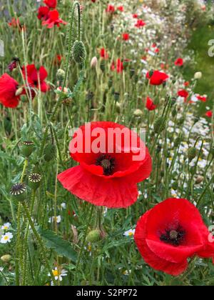 Feld Mohn (Papaver rhoeas) und Gänseblümchen wachsen in South Wales, Mitte Juni. Stockfoto