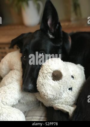 Schwarzer Schäferhund Welpe mit favorite Soft Toy Stockfoto