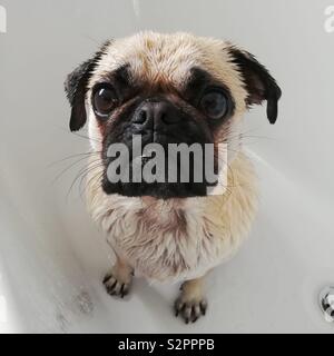 Ein nasses, zwei Jahre alten, männlichen Mops, saß in der Badewanne nach der Dusche von seiner Besitzerin. Stockfoto