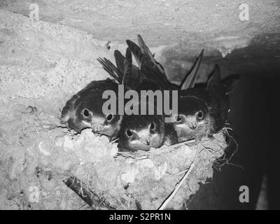 Rauchschwalben (Hirundo rustica) Küken im Nest Stockfoto