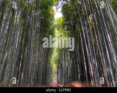 Arashiyama bamboo Forrest in Kyoto, Japan Stockfoto