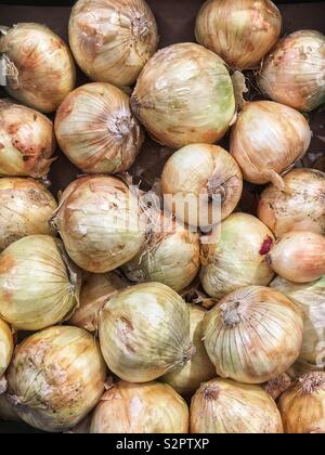 Full Frame der viele frische reife, gelbe Zwiebeln. Stockfoto