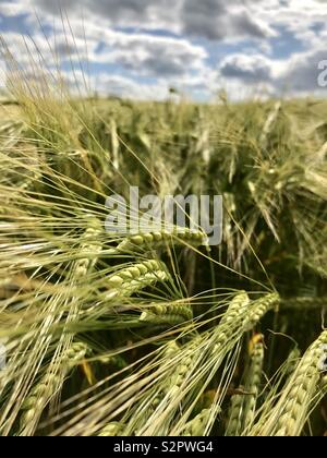 Weizen sheafs schließen", Feld Stockfoto