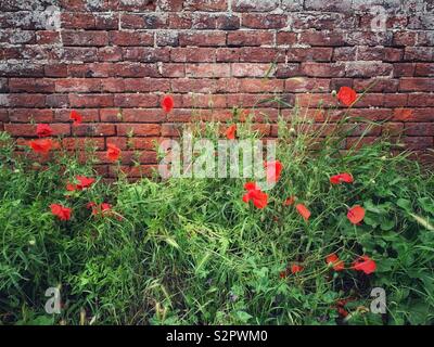 Mohnblumen wild wachsenden gegen eine Red brick wall Stockfoto