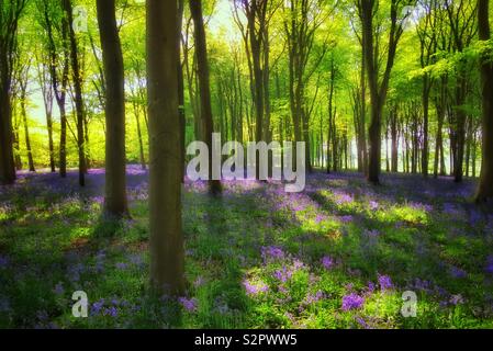 Ein atmosphärisches und gutes Gefühl Bild eines britischen Wald auf Frühling. Die ikonischen Bluebell Blumen (Hyacinthoides Non-Scripta) in voller Blüte sind. Foto © COLIN HOSKINS. Stockfoto