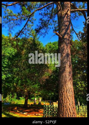 Hohen Baum mit Blick auf einen Friedhof Stockfoto