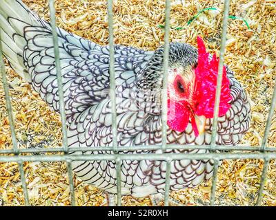 Silber - geschnürte Wyandotte Huhn im Käfig Stockfoto