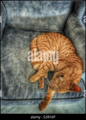 Ginger cat auf grau Stuhl. Stockfoto
