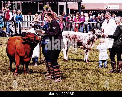 Highland Cattle Beurteilung mit jungen Handler an den drei Grafschaften zeigen, Malvern, Worcestershire, England Stockfoto