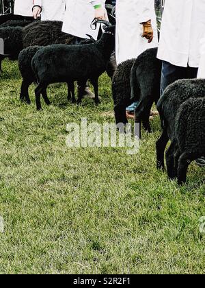 Linie von schwarzen Schafen und Handler an den drei Grafschaften zeigen, Malvern, Worcestershire, England Stockfoto