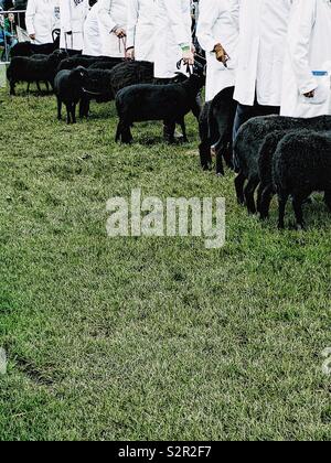 Linie von schwarzen Schafen und Handler an den drei Grafschaften zeigen, Malvern, Worcestershire, England Stockfoto