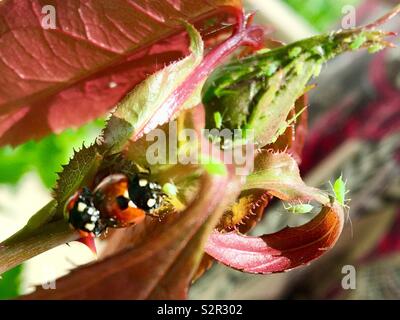 Zwei Marienkäfer auf einem Rosebud in Grün bedeckt fliegt Stockfoto