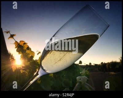 Ein Glas Sekt bei Sonnenuntergang im Weinberg, Katalonien, Spanien. Stockfoto