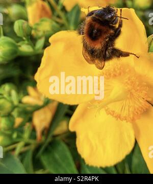 Hummel auf Gelbe Rose von Sharon Blume Stockfoto