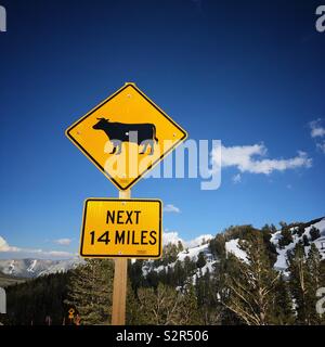 Nicht die Kühe! Gefunden am oberen von Sonora Pass auf der Autobahn 108 in der Kalifornischen Sierras. Stockfoto