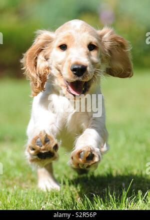 Englisch Cocker Spaniel Welpen zeigen in Richtung der Kamera ausgeführt wird. Stockfoto