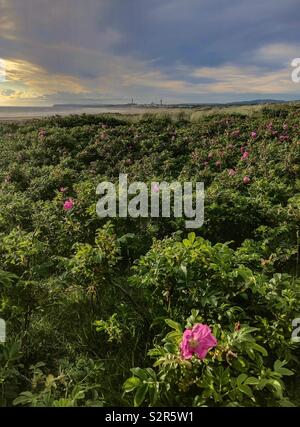 Wilde Rosen auf Drigg Strand West Cumbria mit sellafield in der Ferne Stockfoto