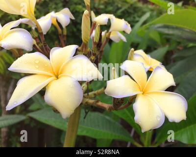 In der Nähe von Plumaria blüht, USA Stockfoto