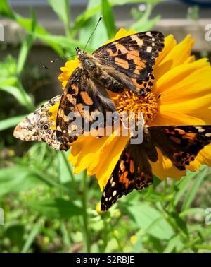 Drei Monarch Schmetterlinge auf einer Blume in einem Garten Stockfoto