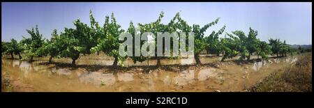 Die Bewässerung von Weinreben im Süden Kataloniens Weinberg, Spanien. Stockfoto