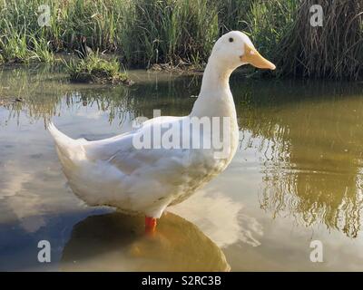 Schweren weißen Pekin Ente stehend im flachen Wasser Stockfoto