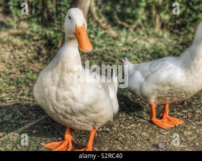 Porträt einer schweren weißen Pekin Ente Stockfoto