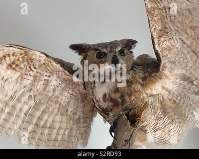 Eule mit Flügel sitzen auf einem Felsvorsprung Stockfoto