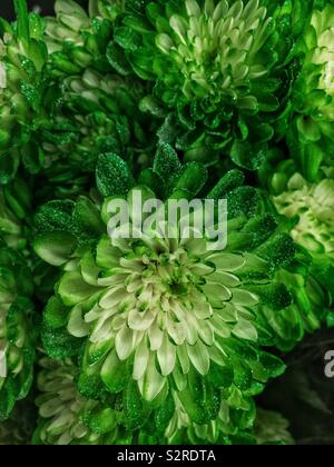 Frisches Grün Chrysanthemen in voller Blüte und mit Glitzer spritzte. Stockfoto