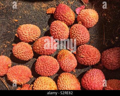 Frische und köstliche Reife lychee Obst Nüsse, 荔枝, Litchi chinensis, lìzhī, lihjy, L. chinensis Stockfoto