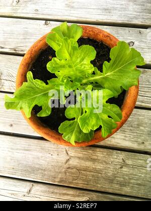 Salat wachsen in einem terra cotta Pot Stockfoto