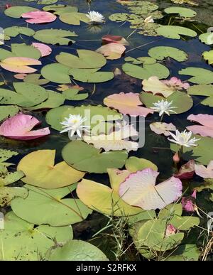 Großer Bereich von Lotus Blüten mit weißen Blüten und grün und rosa Pads auf dem Wasser Stockfoto