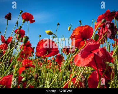 In der Nähe von Feld der Mohnblumen mit blauen Himmel hinter Stockfoto