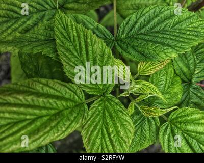 Wilden schwarzen Himbeeren, schwarzen Kappen, schwarzer Deckel Himbeere, thimbleberry, Scotch cap, Rubus occidentalis grüne Blätter. Stockfoto