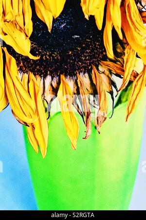 Große welke Sonnenblume Kopf in grüne Vase Stockfoto