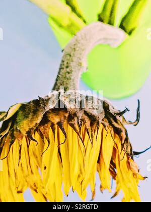 Hohe Aufnahme von Welke Sonnenblume in Grün vase Stockfoto