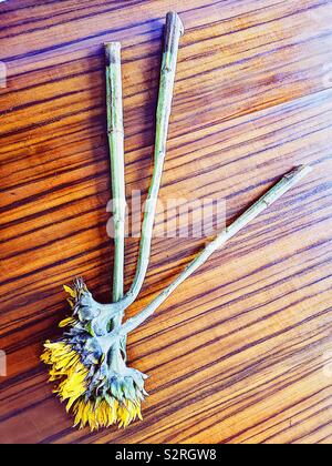 Hohe Aufnahme von 3 Sonnenblumen auf eleganten Tabelle Stockfoto