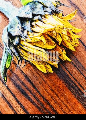Welke Sonnenblume Kopf auf eleganter Tisch Stockfoto