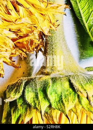 Detail aus der Nähe von Welke Sonnenblumen Stockfoto