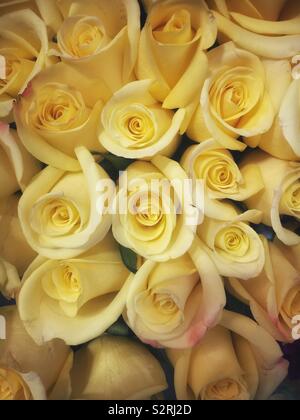 Schönen Strauß mit frischen weißen Rosen in voller Blüte. Stockfoto