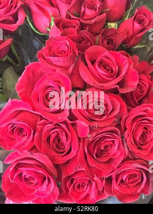 Schönen Blumenstrauß ein Dutzend rote Rosen in voller Blüte. Stockfoto