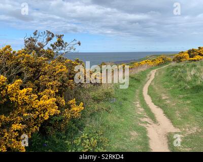 Schottische Spaziergänge. Eine Reise entlang der gut ausgetretenen Fife Küste entlang nach Süden. Mit Blick auf die Nordsee sowie atemberaubende gelbe Ginster Büsche, die so vielen schottischen Pfaden. Stockfoto