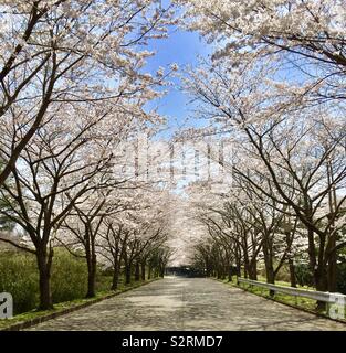 Kirschblüten auf beiden Seiten der eine leere Straße im Frühjahr in Numazu, Japan Stockfoto