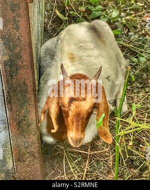 Straße ziegen Bristol Stockfoto