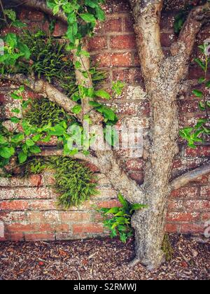 Pear Tree gegen Mauer in Walled Garden ausgebildet. Stockfoto