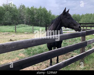 Schwarzes Pferd in einer Hürde auf dem Homestead Stockfoto