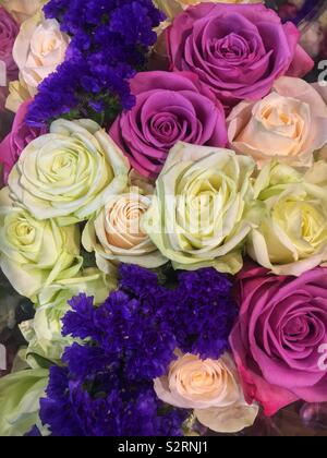 Full Frame von frischem Rosa, Weiß und Orange Rosen in voller Blüte. Stockfoto