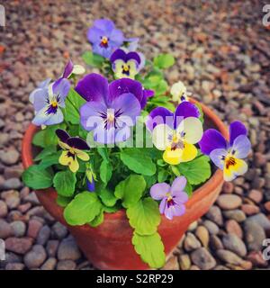 Anzeige von Viola Blumen in einem terracotta Blumentopf. Stockfoto