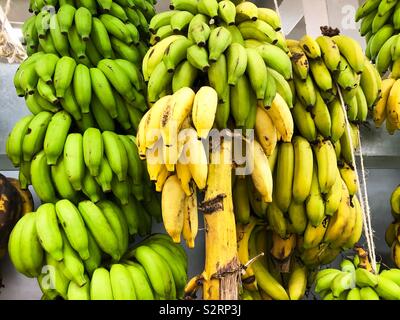 Bananen im Supermarkt in Bora Bora, Französisch-polynesien hängen Stockfoto